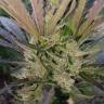 семена конопли марихуаны Original Afghani1 regular Ganja Seeds семена конопли марихуаны Original Afghani1 regular Ganja Seeds