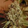 семена конопли марихуаны Somango Widow feminised Advanced Seeds семена конопли марихуаны Somango Widow feminised Advanced Seeds