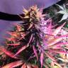 семена конопли сорта сатива Autoflower USA Mix feminised Dutch Passion Seeds семена конопли сорта сатива Autoflower USA Mix feminised Dutch Passion Seeds