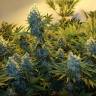 семена конопли индика Serious Kush feminised Serious Seeds семена конопли индика Serious Kush feminised Serious Seeds