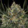семена конопли для курения Serious Kush feminised Serious Seeds семена конопли для курения Serious Kush feminised Serious Seeds