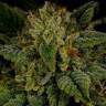 купить семена конопли Sour Diesel feminised купить семена конопли Sour Diesel feminised