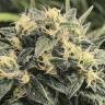 хорошие семена конопли Sour Diesel feminised хорошие семена конопли Sour Diesel feminised