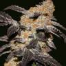 Royal Haze feminised Dinafem Seeds Royal Haze feminised Dinafem Seeds