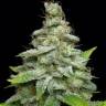 Royal Haze feminised Dinafem Seeds Royal Haze feminised Dinafem Seeds