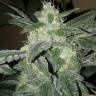 Royal Haze feminised Dinafem Seeds Royal Haze feminised Dinafem Seeds