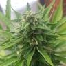 Royal Haze feminised Dinafem Seeds Royal Haze feminised Dinafem Seeds
