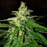 семена конопли гидропоники Pandora regular Ganja Seeds семена конопли гидропоники Pandora regular Ganja Seeds