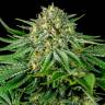 семена конопли Bubba Kush CBD feminised Dinafem Seeds семена конопли Bubba Kush CBD feminised Dinafem Seeds
