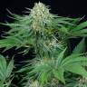 семена конопли CBD сортов Bubba Kush CBD feminised Dinafem Seeds семена конопли CBD сортов Bubba Kush CBD feminised Dinafem Seeds