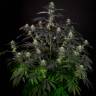 семена конопли цбд сортов Bubba Kush CBD feminised Dinafem Seeds семена конопли цбд сортов Bubba Kush CBD feminised Dinafem Seeds