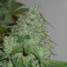 семена конопли Спб Chem OG feminised Female Seeds семена конопли Спб Chem OG feminised Female Seeds