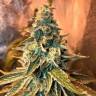 семена конопли в России Chem OG feminised Female Seeds семена конопли в России Chem OG feminised Female Seeds