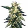 семена конопли Москва Chem OG feminised Female Seeds семена конопли Москва Chem OG feminised Female Seeds