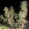 семена конопли индика Chem OG feminised Female Seeds семена конопли индика Chem OG feminised Female Seeds