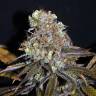 элитные сорта конопли Galaxy feminised элитные сорта конопли Galaxy feminised