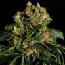 Santa Sativa feminised Dinafem Seeds Santa Sativa feminised Dinafem Seeds