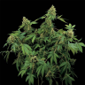 Santa Sativa feminised Dinafem Seeds Santa Sativa feminised Dinafem Seeds