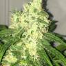Pegas regular Ganja Seeds Pegas regular Ganja Seeds