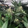 семена конопли с доставкой Pegas regular Ganja Seeds семена конопли с доставкой Pegas regular Ganja Seeds