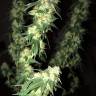 семена конопли в оригинальных упаковках G13 Skunk (G1) regular Ganja Seeds семена конопли в оригинальных упаковках G13 Skunk (G1) regular Ganja Seeds