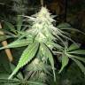 регулярные семена конопли купить G13 Skunk (G1) regular Ganja Seeds регулярные семена конопли купить G13 Skunk (G1) regular Ganja Seeds