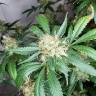заказ семян конопли Москва Snow White feminised Nirvana Seeds
