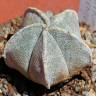 Купить семена кактуса Astrophytum coahuilense