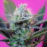 Семена конопли в Москве Auto + Speed feminised GanjaLiveSeeds Семена конопли в Москве Auto + Speed feminised GanjaLiveSeeds