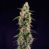 Семена Watermelon Zkittlez feminised Ganja Seeds недорого Семена Watermelon Zkittlez feminised Ganja Seeds недорого