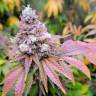 Семена Watermelon Zkittlez feminised Ganja Seeds купить Семена Watermelon Zkittlez feminised Ganja Seeds купить
