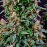 Семена Watermelon Zkittlez feminised Ganja Seeds заказать Семена Watermelon Zkittlez feminised Ganja Seeds заказать