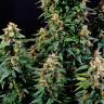 Семена Watermelon Zkittlez feminised Ganja Seeds оптом Семена Watermelon Zkittlez feminised Ganja Seeds оптом