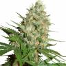 Train Wreck feminised Ganja Seeds Train Wreck feminised Ganja Seeds