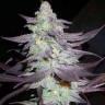 Train Wreck feminised Ganja Seeds Train Wreck feminised Ganja Seeds