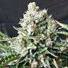 семена конопли в России G-13 feminised семена конопли в России G-13 feminised