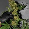 семена конопли медицинской G-13 feminised семена конопли медицинской G-13 feminised