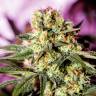 семена конопли аутдор G-13 feminised семена конопли аутдор G-13 feminised