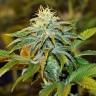 White Diesel Haze feminised Ganja Seeds White Diesel Haze feminised Ganja Seeds
