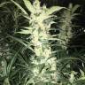 купить семена конопли White Diesel Haze feminised купить семена конопли White Diesel Haze feminised