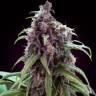 доставка семян конопли Auto Mix feminised доставка семян конопли Auto Mix feminised