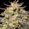 сортовые семена конопли с доставкой по спб Auto Mix feminised сортовые семена конопли с доставкой по спб Auto Mix feminised