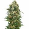 купить семена конопли Auto Mix feminised купить семена конопли Auto Mix feminised