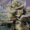 Shark Attack feminised Dinafem Seeds