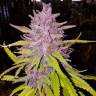 Point Of No Return x AK 47 (Powerful) regular Ganja Seeds Point Of No Return x AK 47 (Powerful) regular Ganja Seeds