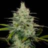 семена каннабиса Cheese CBD feminised Dinafem Seeds семена каннабиса Cheese CBD feminised Dinafem Seeds