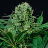 качественные семена конопли Cheese CBD feminised Dinafem Seeds качественные семена конопли Cheese CBD feminised Dinafem Seeds