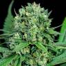 элитные семена конопли Cheese CBD feminised Dinafem Seeds элитные семена конопли Cheese CBD feminised Dinafem Seeds