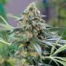 семена сортовой конопли OG Kush feminised семена сортовой конопли OG Kush feminised