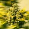 семена конопли наложенным платежом Era feminised семена конопли наложенным платежом Era feminised
